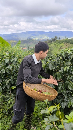2025 Coffee Production Update — A Sustainable Commitment in Challenging Times