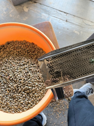 Coffee Hulling at HuyEco Coffee & Culture | Sustainable Coffee in Da Lat