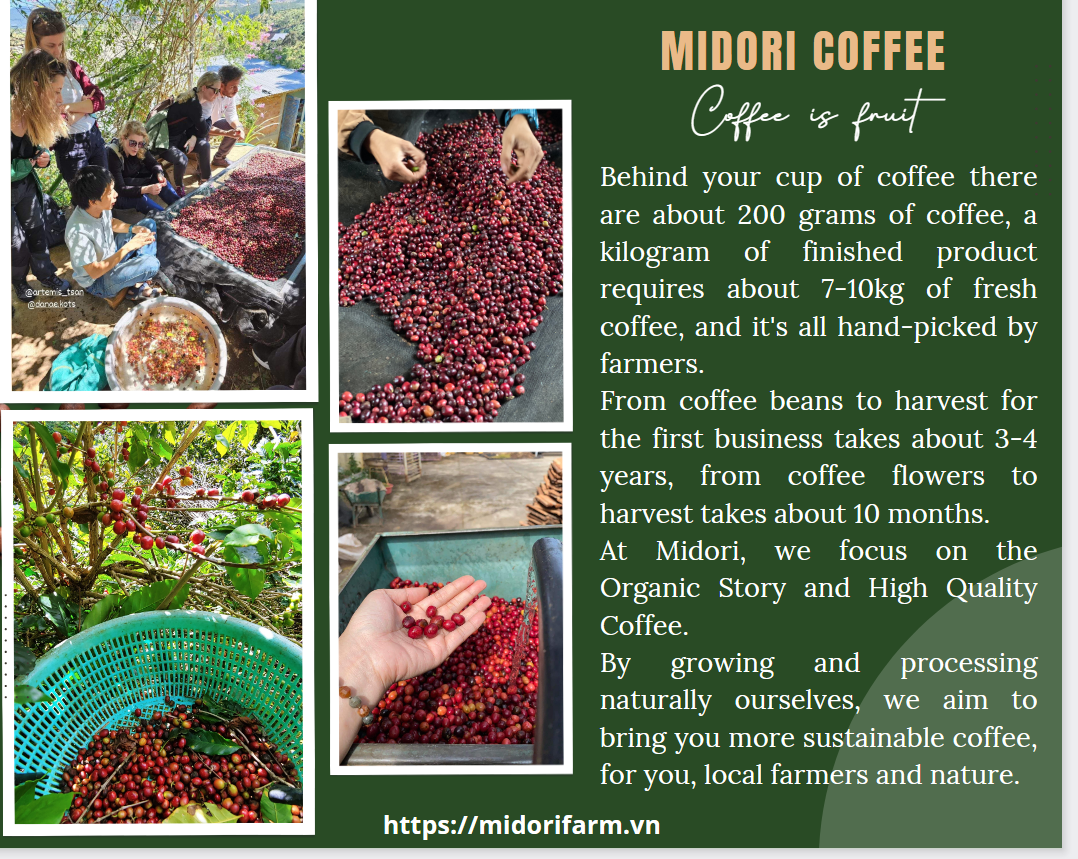 Cách dùng máy pha một số loại Cà phê của Midori Farm (P1)
