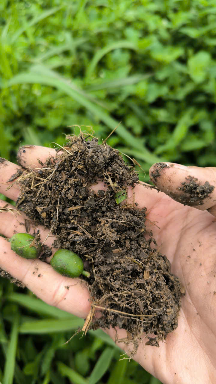 A handful of rich soil beneath a coffee tree: mixed with rice husks and chicken manure, it speaks to the regenerative care behind each cup.