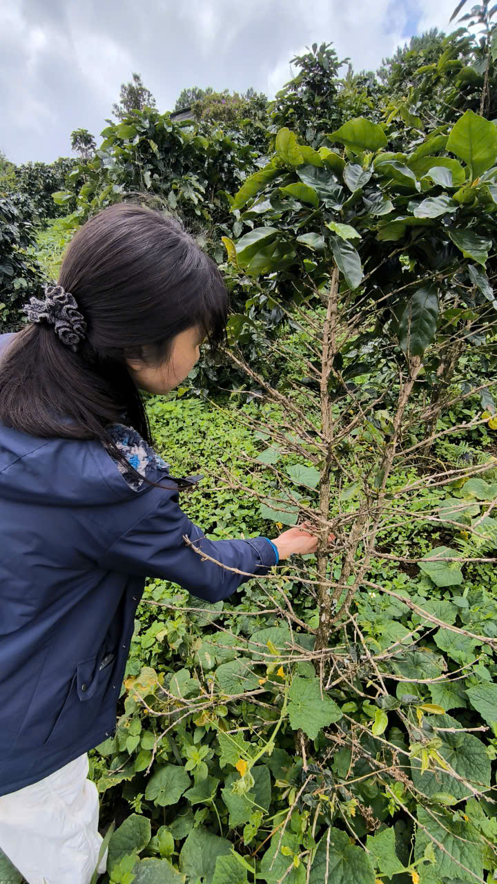 A coffee plant affected by pests: a visible consequence of transitioning to organic cultivation, with projected yield losses of 30–50% this season.