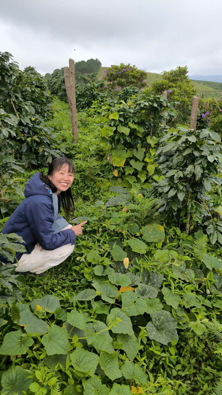 Miwa seated beside a coffee garden tended by hand: intercropped with native squash and cucumber varieties that outcompete weeds through resilience and climbing growth.
