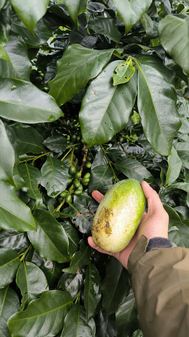 Holding a native cucumber: large in size, sweet in taste, and vigorous in its growth — a testament to nature’s resilience.