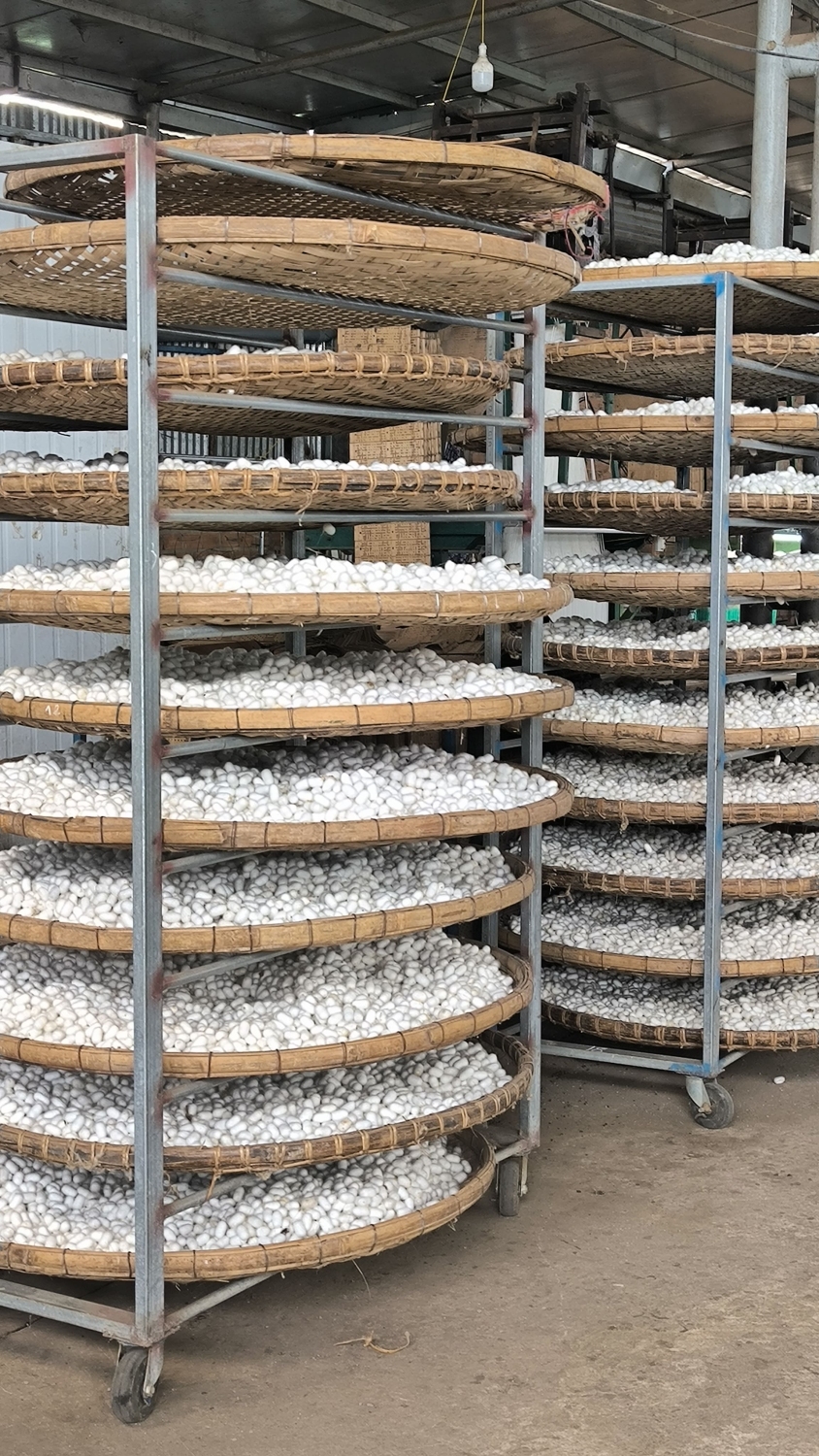 Silkworm cocoons on bamboo trays at a local silk weaving workshop in Da Lat, Vietnam.