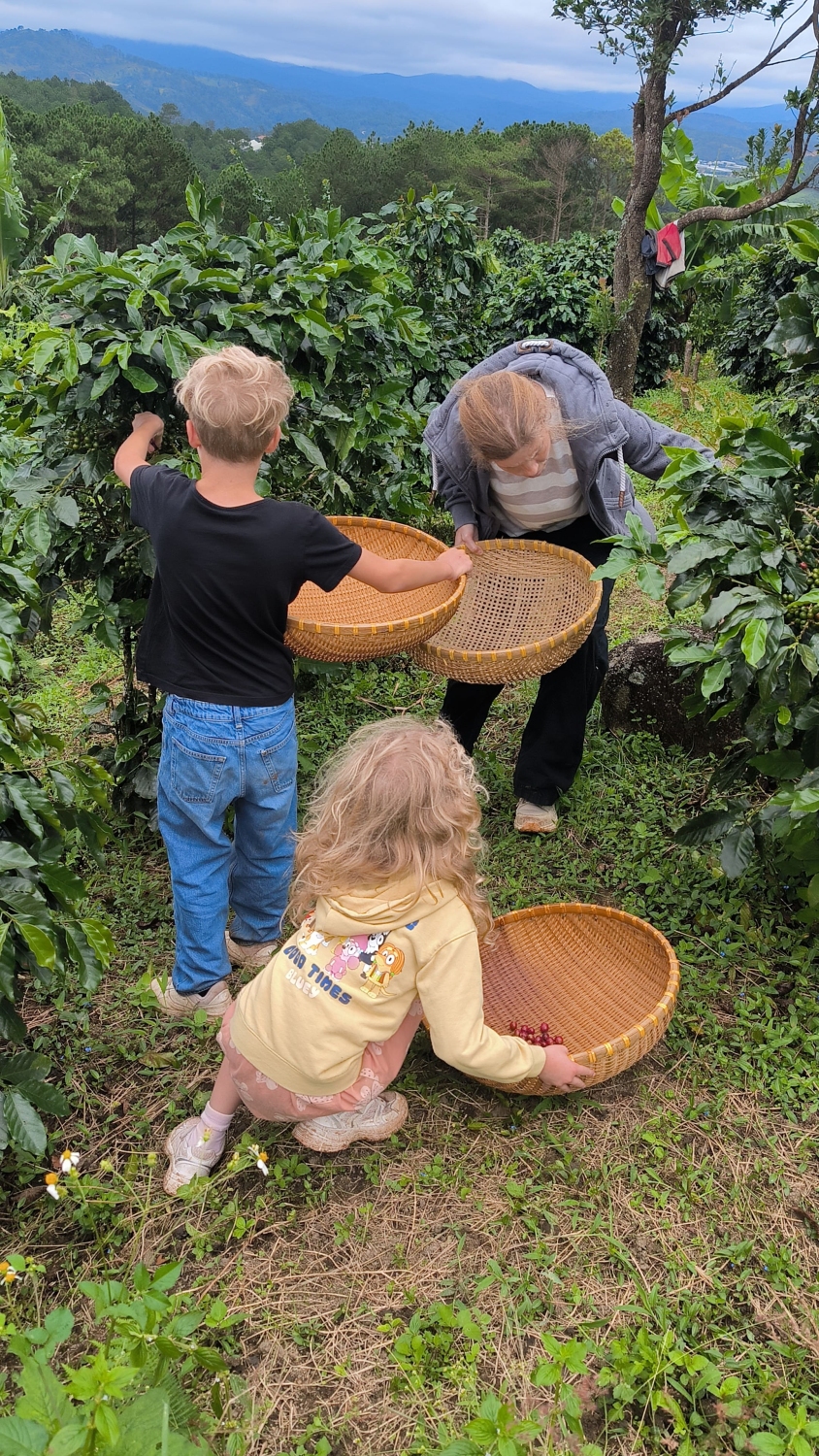 Tourists harvesting ripe Arabica coffee cherries by hand at a sustainable farm in Da Lat, Vietnam.