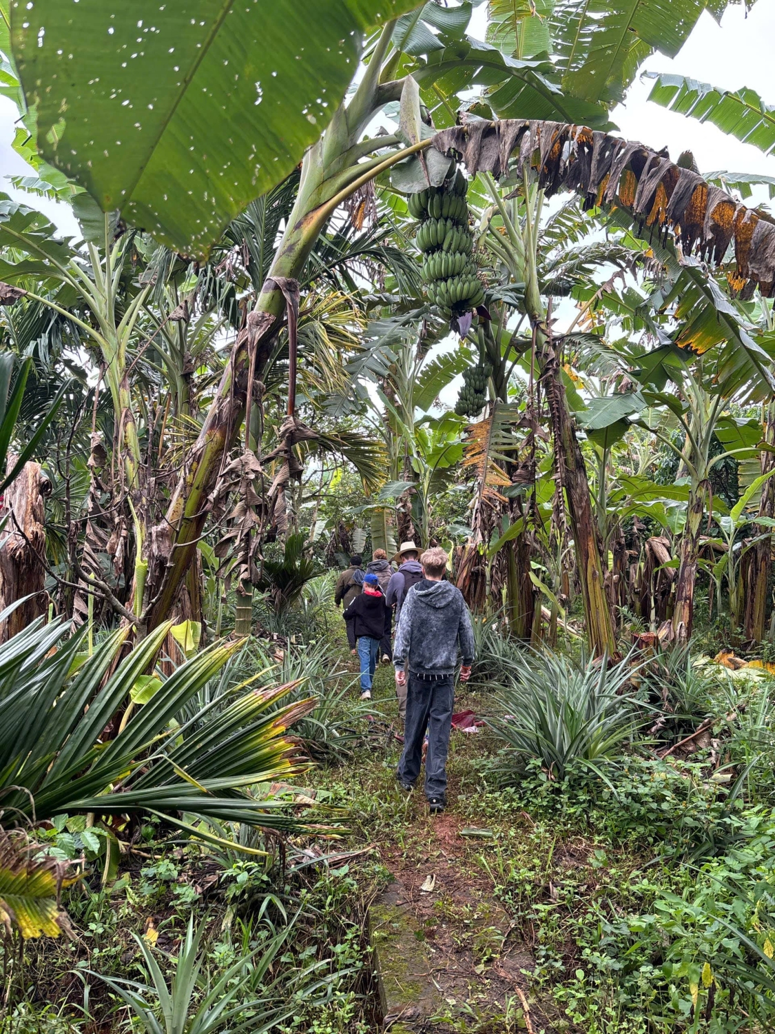 Tourists walking through a biodiverse coffee farm in Da Lat with banana, pineapple, avocado, macadamia trees and free-range animals.