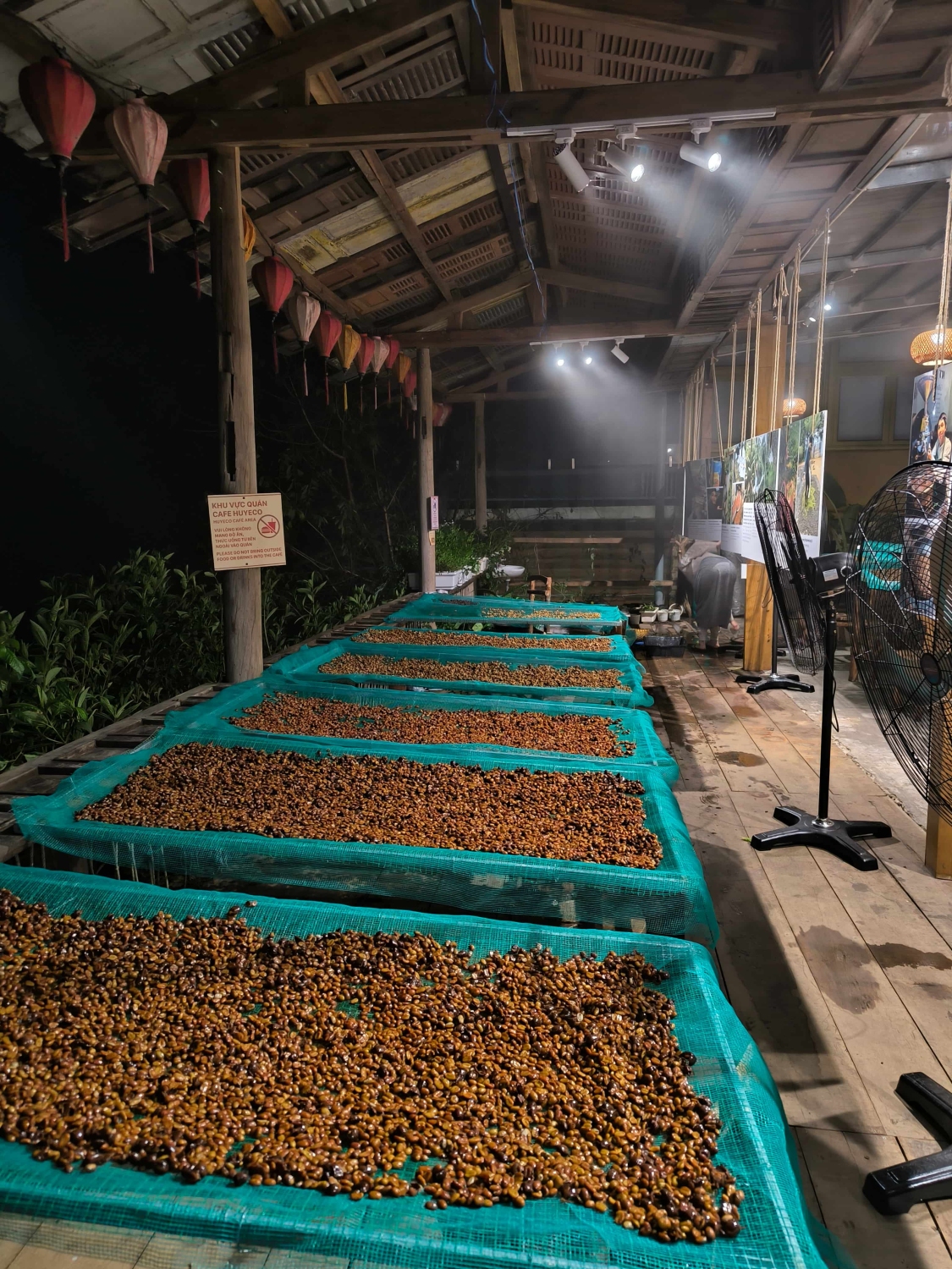 Freshly pulped coffee beans at HuyEco Coffee & Culture, high in moisture and coated with mucilage, requiring drying on raised beds or mechanical dryers.